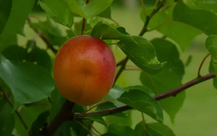 szekszardi-reformatus-kozosseg-kepgaleria-01